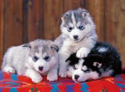 Obrázek Husky, 200 dílků