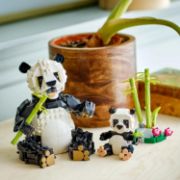Obrázek Divoká zvířata: Pandí rodinka