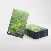 Obrázek Gamegenic: Forest Shuffle Art Sleeves